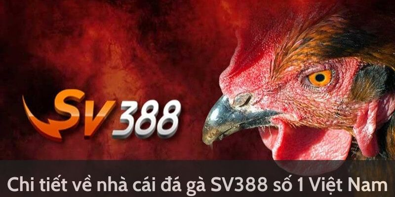 Đá gà SV388 - Sân chơi cá cược săn thưởng top 1 năm 2024